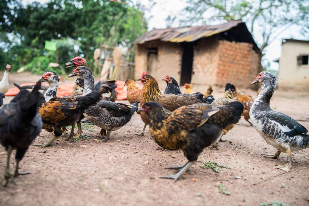 chickens-help-ugandan-grandmothers-care-for-others-bright-hope